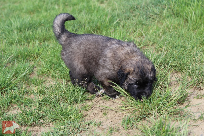 Leonberger - poslední volná fenka s PP