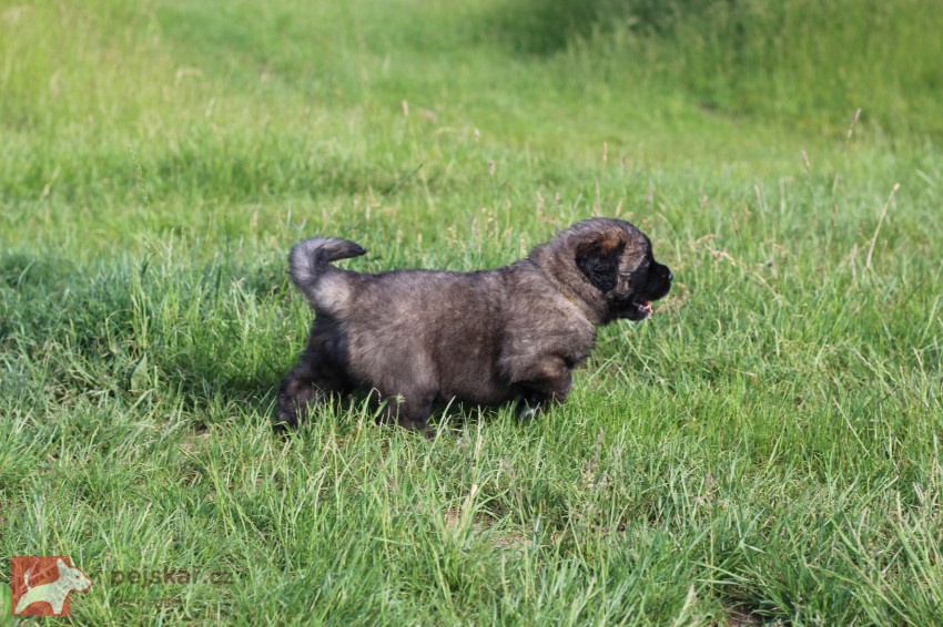 Leonberger - poslední volná fenka s PP