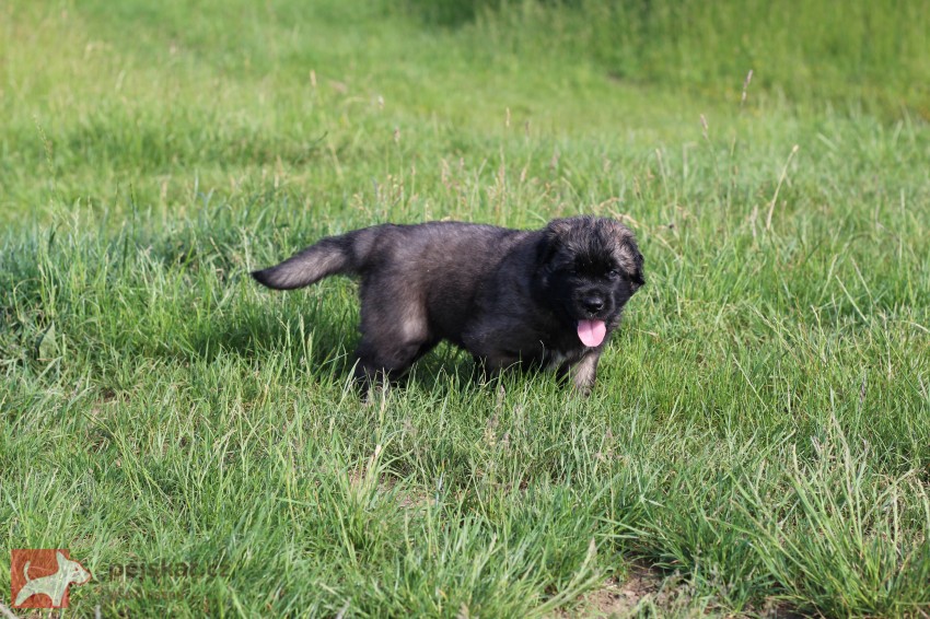 Leonberger - poslední volná fenka s PP