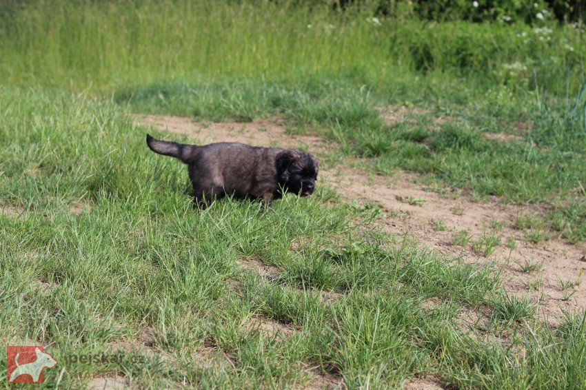 Leonberger - poslední volná fenka s PP