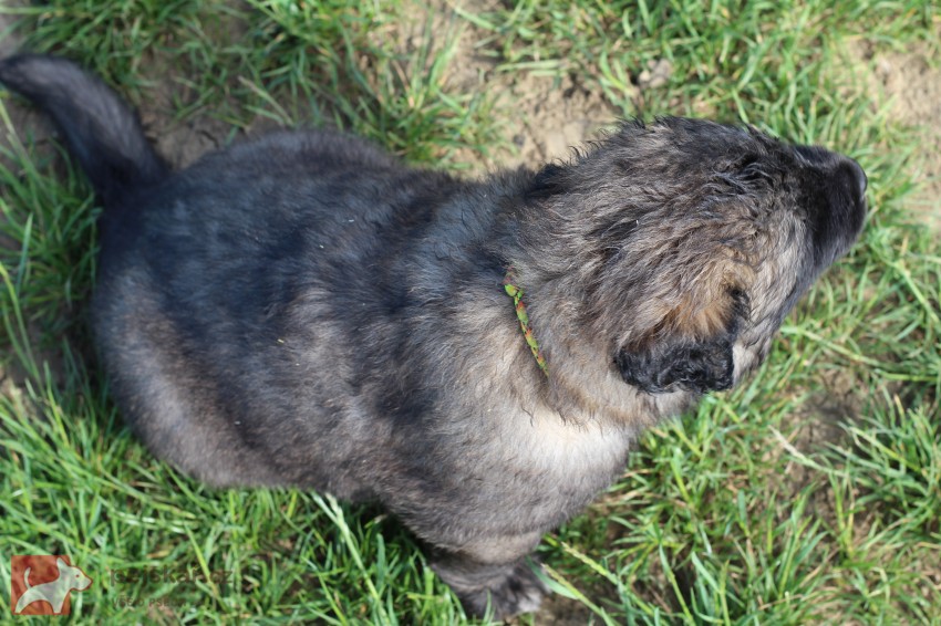 Leonberger - poslední volná fenka s PP