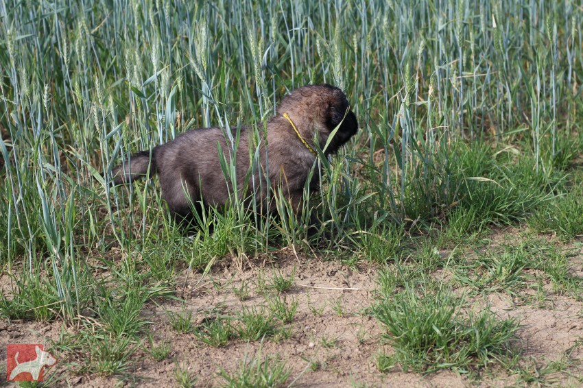 Leonberger - poslední volná fenka s PP