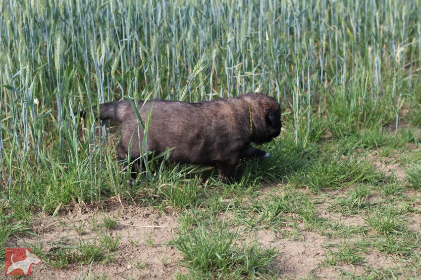 Leonberger - poslední volná fenka s PP