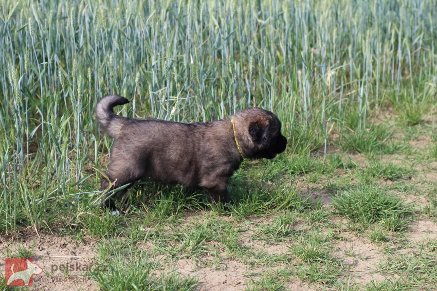 Leonberger - poslední volná fenka s PP