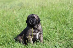 Inzerce psů Leonberger - poslední volná fenka s PP