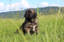 Leonberger - poslední volná fenka s PP