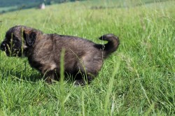 Leonberger - poslední volná fenka s PP
