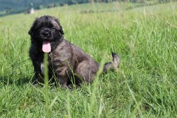 Leonberger - poslední volná fenka s PP