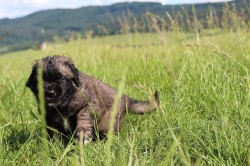 Leonberger - poslední volná fenka s PP