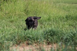 Leonberger - poslední volná fenka s PP