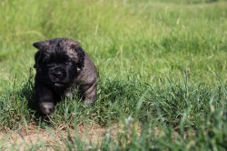 Leonberger - poslední volná fenka s PP