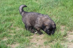 Leonberger - poslední volná fenka s PP