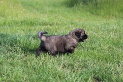 Leonberger - poslední volná fenka s PP