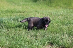 Leonberger - poslední volná fenka s PP