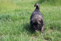 Leonberger - poslední volná fenka s PP