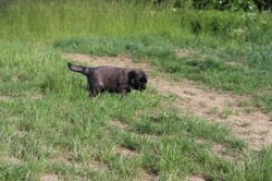 Leonberger - poslední volná fenka s PP