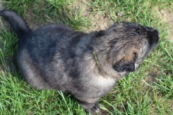 Leonberger - poslední volná fenka s PP