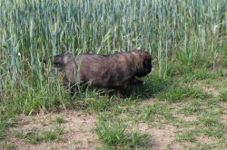 Leonberger - poslední volná fenka s PP