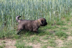 Leonberger - poslední volná fenka s PP
