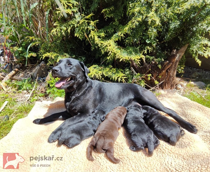 Labradorský retriever