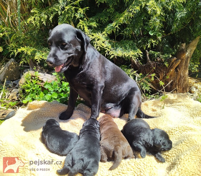 Labradorský retriever