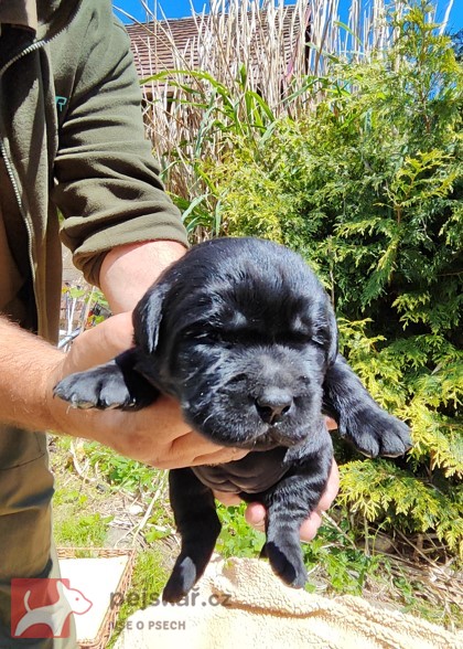 Labradorský retriever