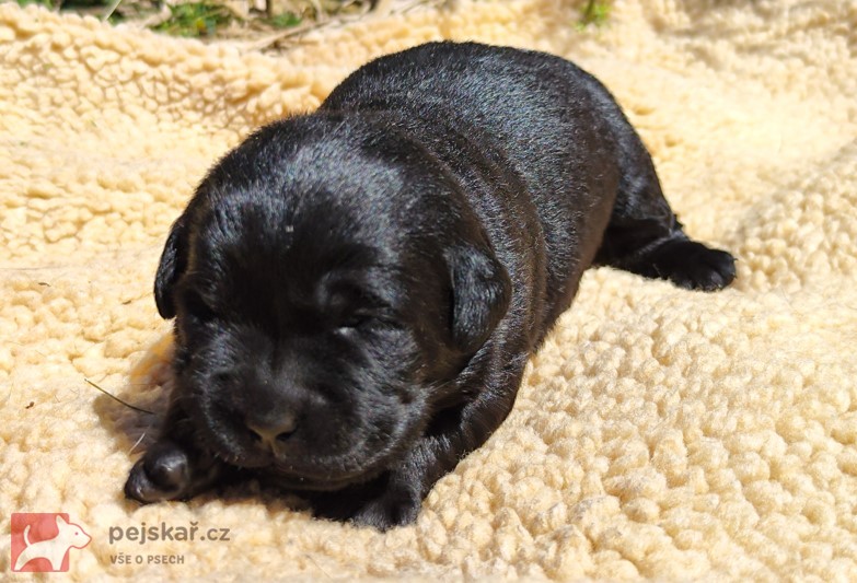 Labradorský retriever