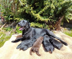 Inzerce psů Labradorský retriever