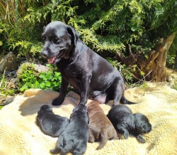 Labradorský retriever