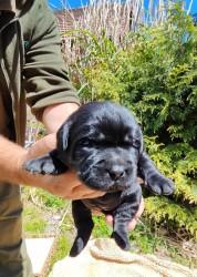 Labradorský retriever