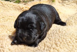 Labradorský retriever