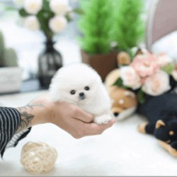 Zdravé šteniatka pomeraniana v štýle šálky čaju na predaj