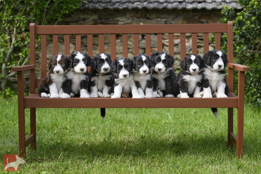Bearded collie s PP