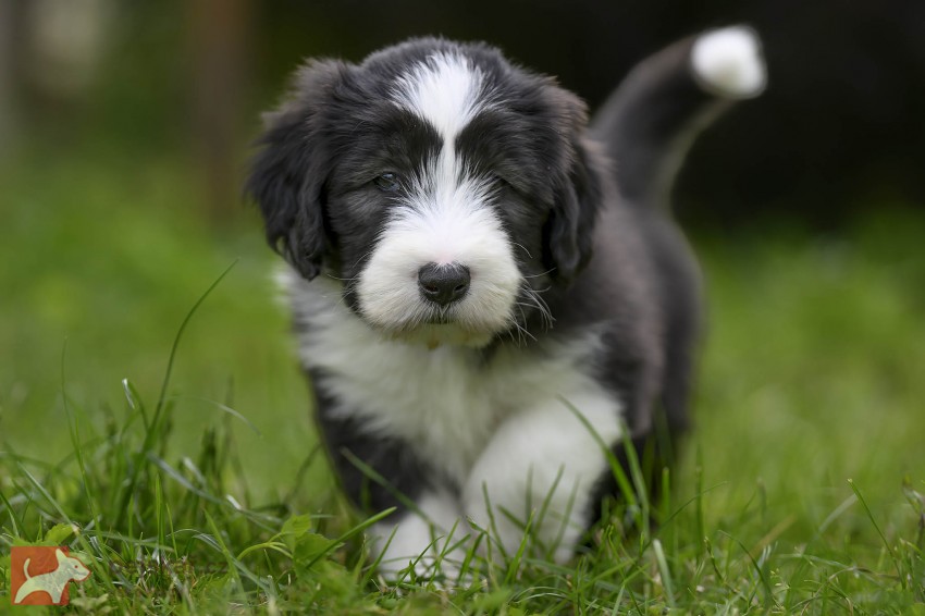 Bearded collie s PP