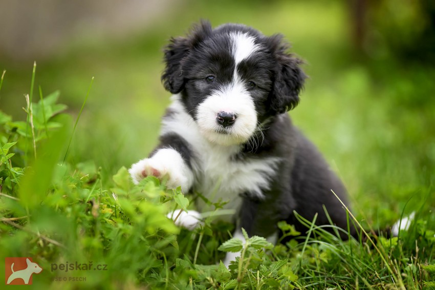 Bearded collie s PP