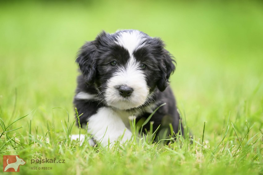 Bearded collie s PP