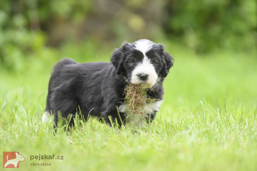 Bearded collie s PP