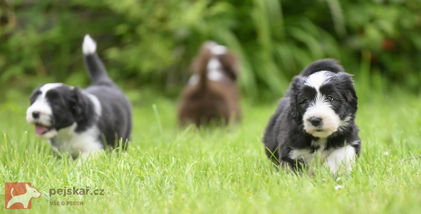 Bearded collie s PP