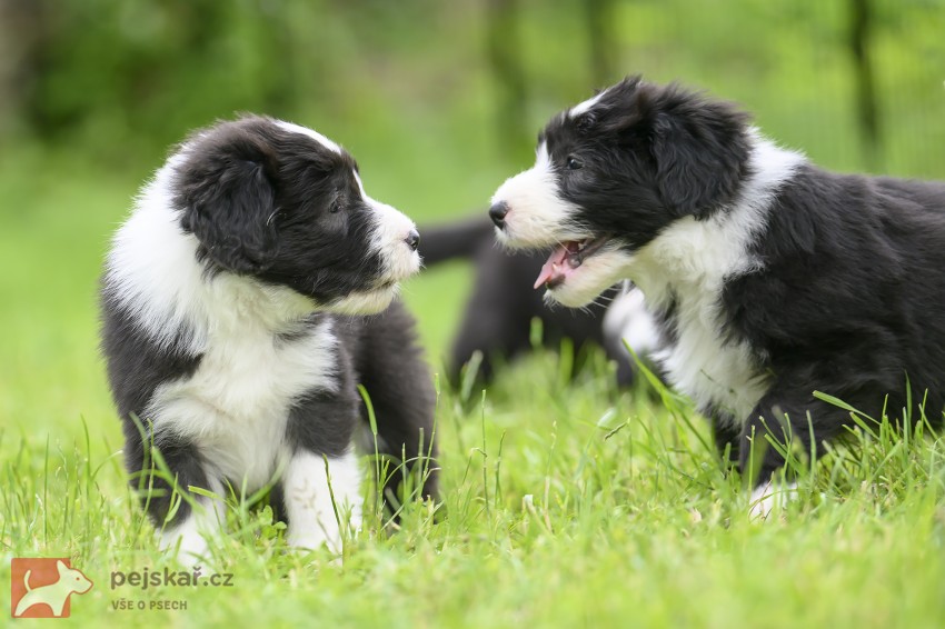 Bearded collie s PP