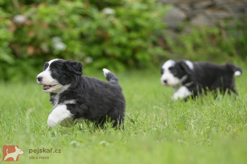 Bearded collie s PP