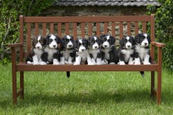 Inzerce psů Bearded collie s PP
