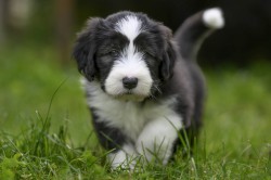 Bearded collie s PP
