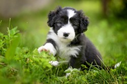 Bearded collie s PP