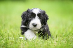 Bearded collie s PP