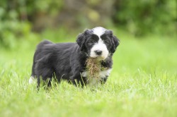 Bearded collie s PP