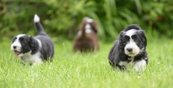 Bearded collie s PP