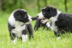 Bearded collie s PP
