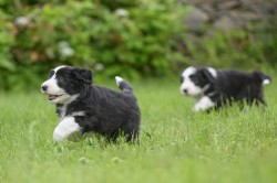 Bearded collie s PP