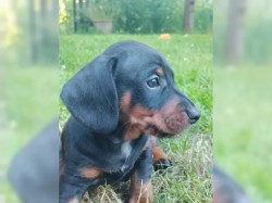 Štěňátka – čistokrevní hladkosrstého jezevčíka