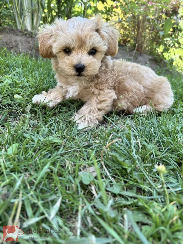 Maltipoo originál